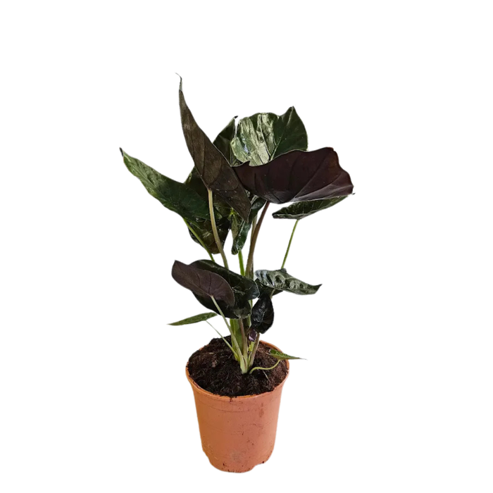 <h4>Alocasia wentii</h4>