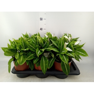 Spathiphyllum   ...