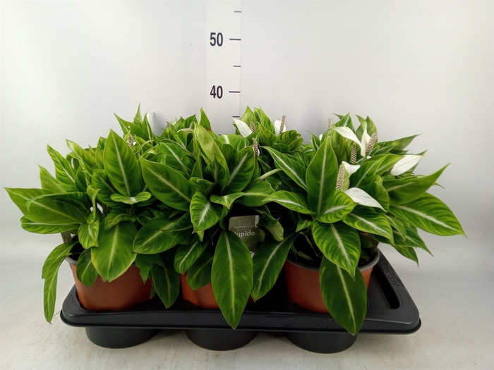 <h4>Spathiphyllum   ...</h4>