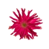 GERBERA PASTINI PUGLIA < 050 CM < 10 CM DIAM