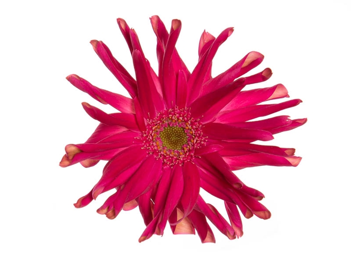 GERBERA PASTINI PUGLIA < 050 CM < 10 CM DIAM