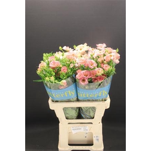 Ran Butterfly Lycia 60cm