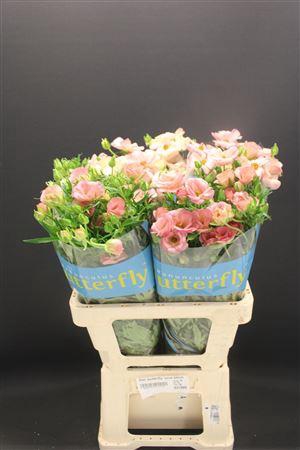 <h4>Ran Butterfly Lycia 60cm</h4>