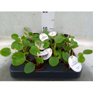 Pilea peperomoides