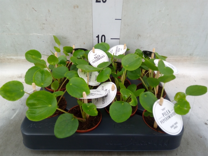 <h4>Pilea peperomoides</h4>
