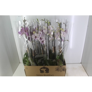 PHALAENOPSIS P12 2 HT