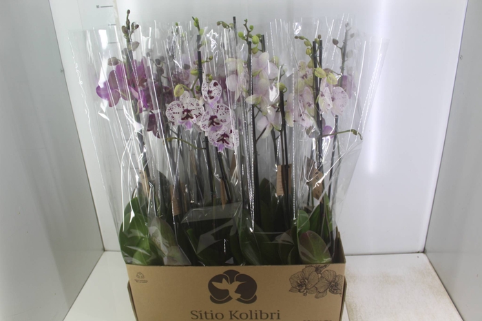 <h4>PHALAENOPSIS P12 2 HT</h4>