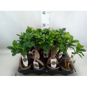 Ficus microcarpa 'Ginseng'