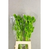 Df Dipsacus Li. Green Bs 130g