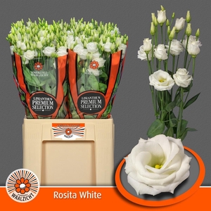 EUS G ROSI  WHITE