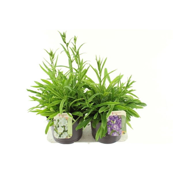 <h4>Campanula pers. Takion mix</h4>