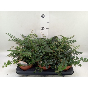 Pellaea rotundifolia