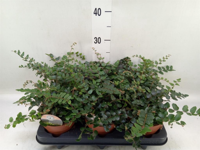 <h4>Pellaea rotundifolia</h4>