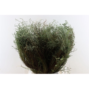 Thyme P/bunch Falso 300gr