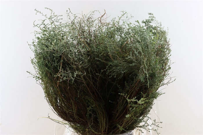 <h4>Thyme P/bunch Falso 300gr</h4>