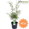 Fargesia rufa P14 - Elegrass