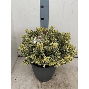 HEBE AND VARIEGATA