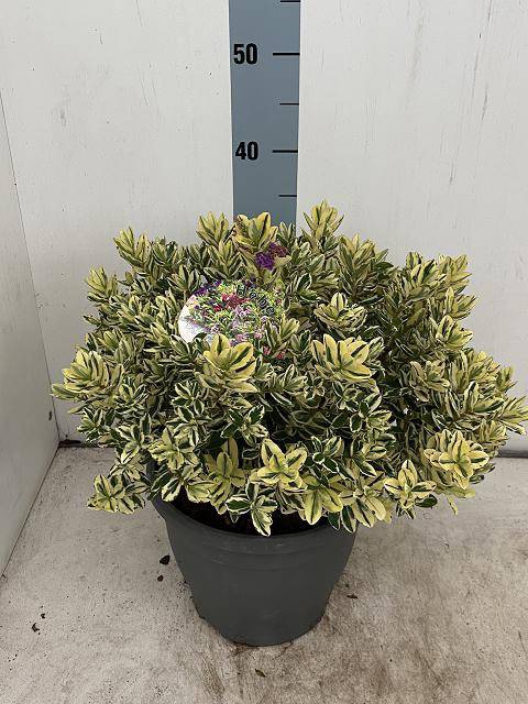 <h4>HEBE AND VARIEGATA</h4>