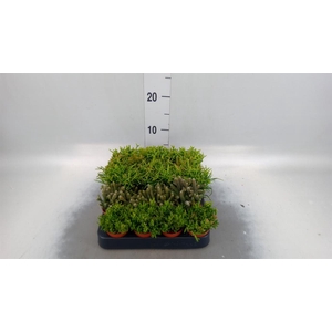 Rhipsalis   ...mix
