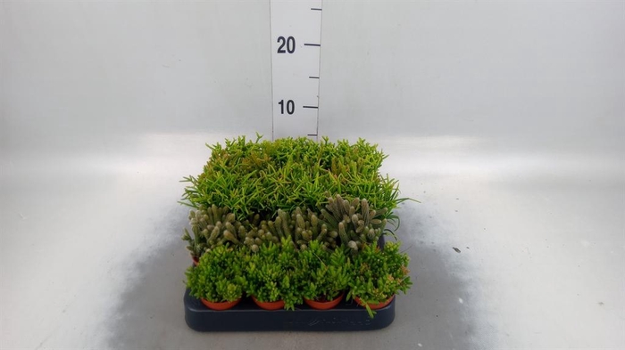<h4>Rhipsalis   ...mix</h4>