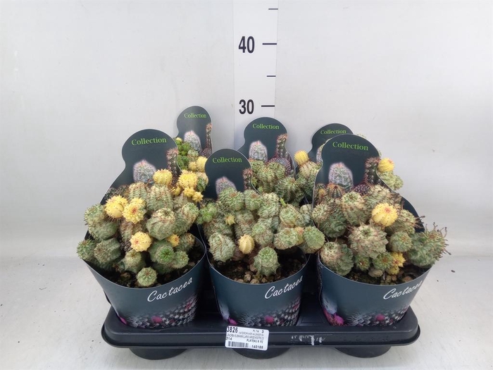 <h4>Euphorbia   ...</h4>