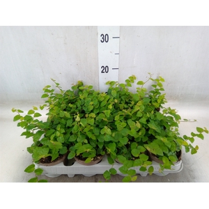 Ficus pumila 'Sunny Green'
