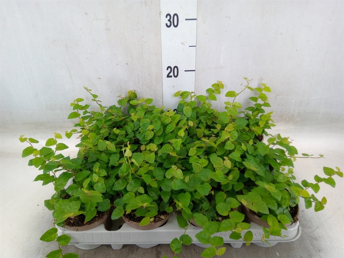 <h4>Ficus pumila 'Sunny Green'</h4>