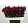 Leucadendron Saf Sunset Dark R.