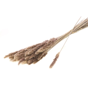 Reed Bunch 70gr Natural