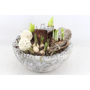 arr4 Bollenmix VL - Cement bolschaal L x2