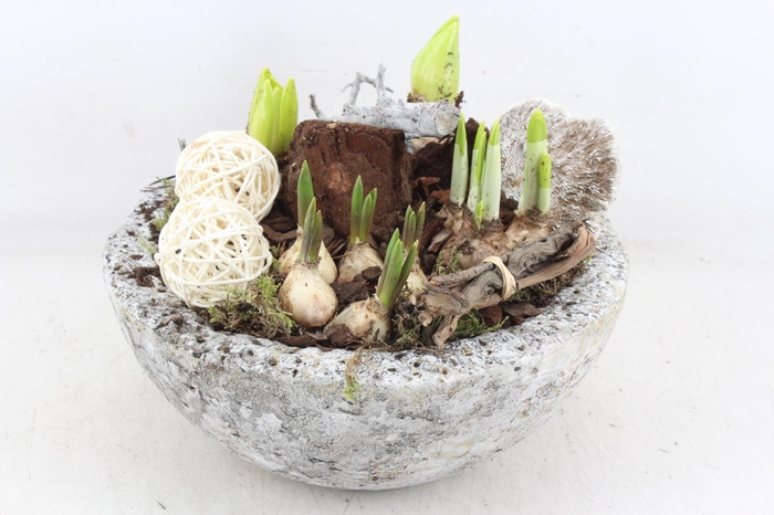 <h4>arr4 Bollenmix VL - Cement bolschaal L x2</h4>