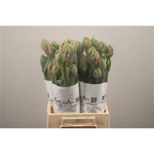 Tu Du Gudoshnik Doub