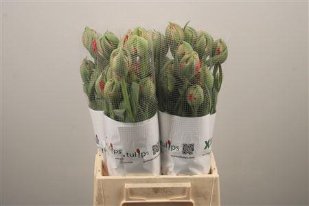 <h4>Tu Du Gudoshnik Doub</h4>