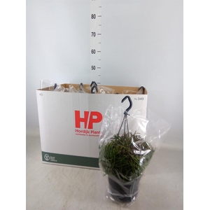 Rhipsalis burchellii