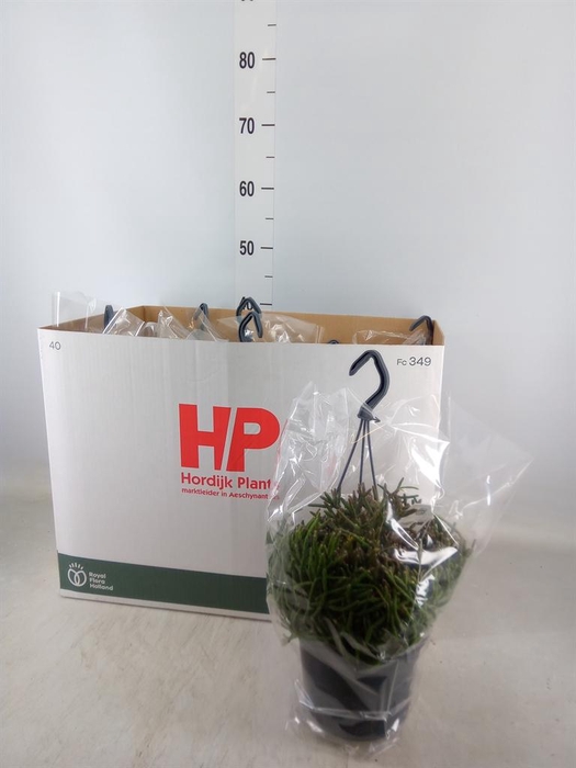 <h4>Rhipsalis burchellii</h4>