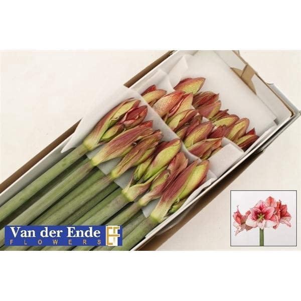 <h4>HIPP GA SHOWMASTER</h4>