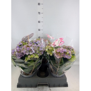 Hydrangea mac.   ...