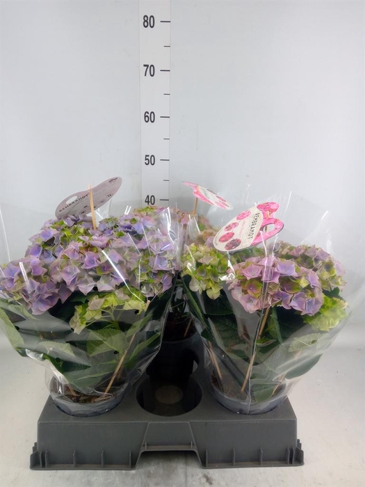 <h4>Hydrangea mac.   ...</h4>