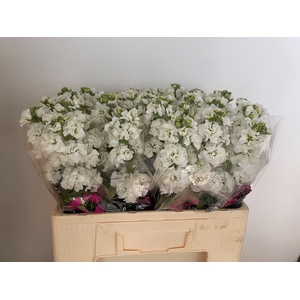 MATTH IMPALA WHITE