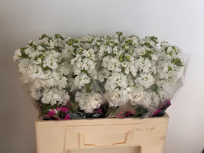 <h4>MATTH IMPALA WHITE</h4>
