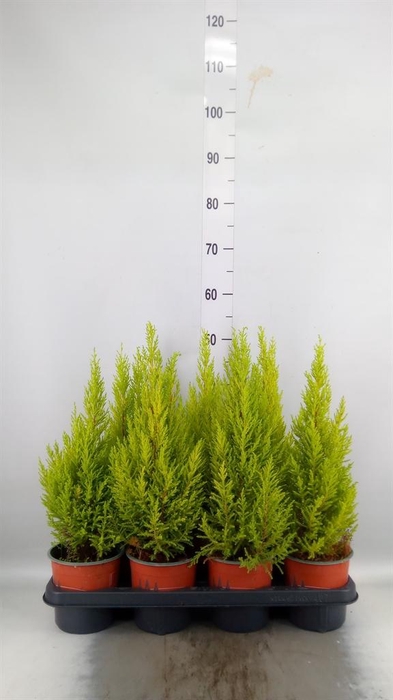 <h4>Cupressus macro. 'Goldcrest Wilma'</h4>