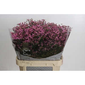 Limonium sinensis Tiffany Diamond