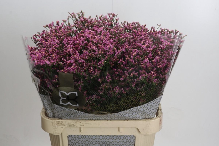 <h4>Limonium sinense Tiffany Diamond</h4>