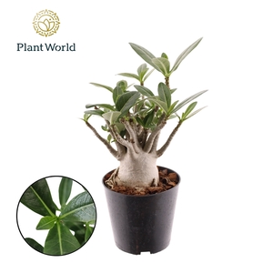 Adenium obesum