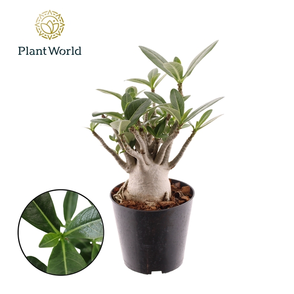 <h4>Adenium obesum</h4>