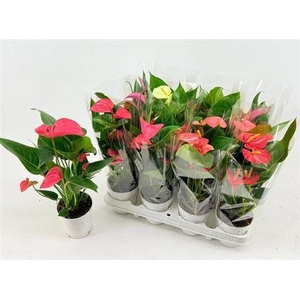 Anthu An Gem 4 Kl 2-4