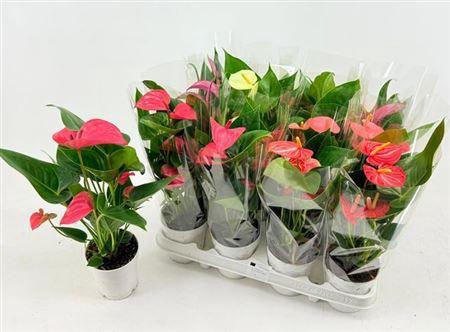 <h4>Anthu An Gem 4 Kl 2-4</h4>