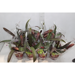 CARNIVORA NEPENTHES P13