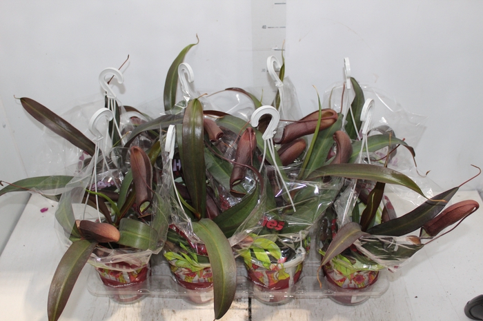 Holambelo - Loja Gran Flora