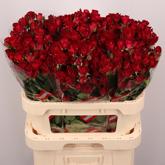 <h4>R TR DOMINICA</h4>